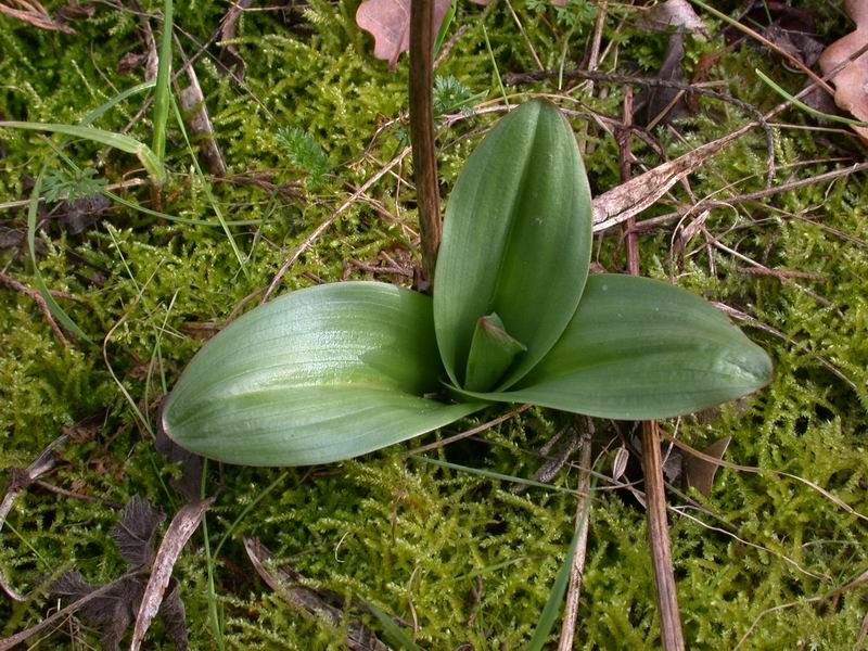 Escursione in cipresseta